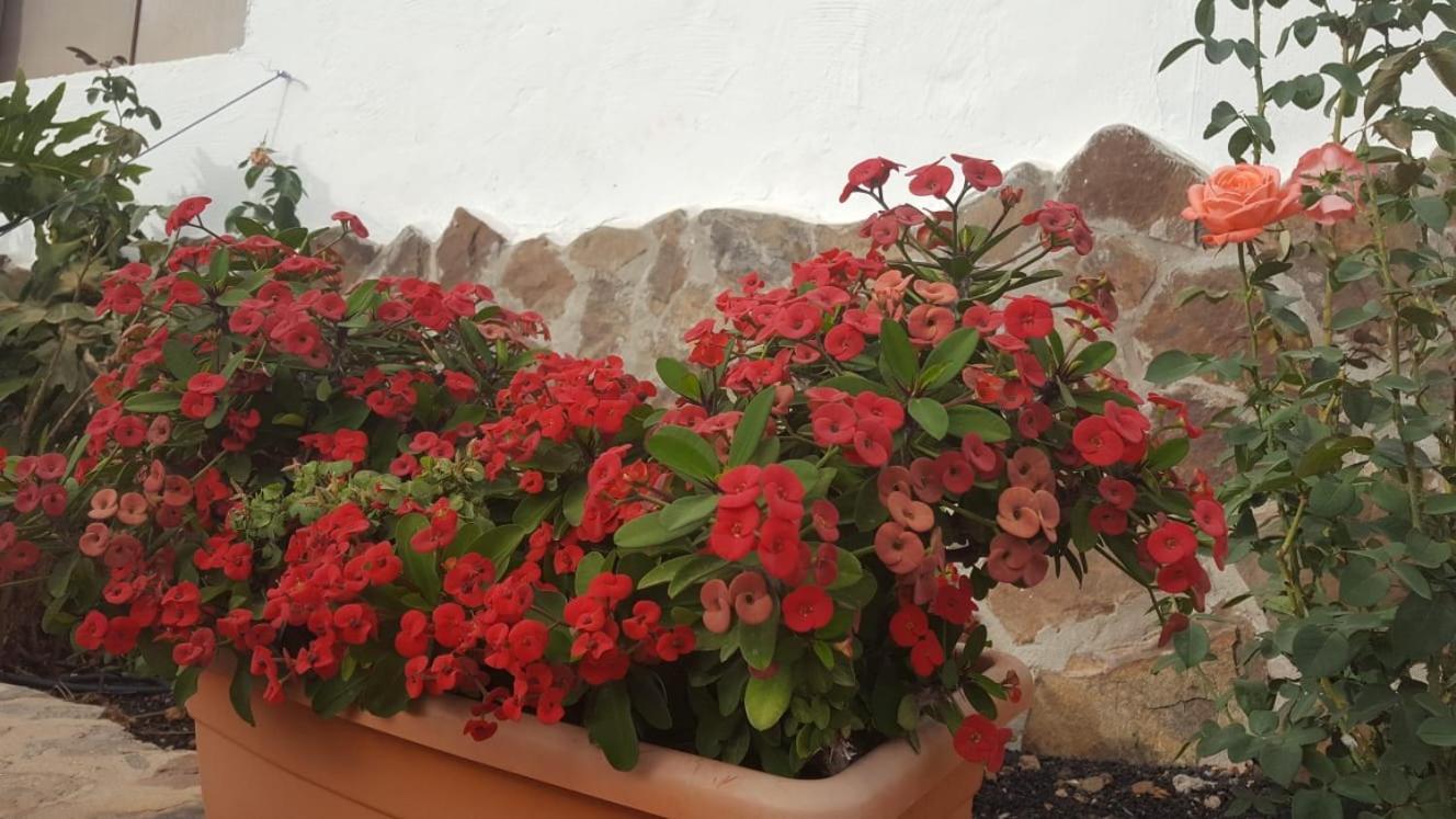 Casa Reyes Fataga Apta Reyes Zewnętrze zdjęcie